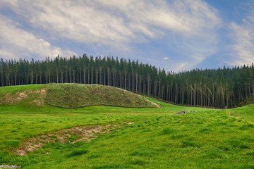 A lush green meadow with dark pine forest in the background