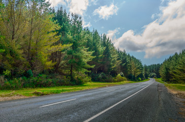 A deserted road flanked on both sides by pine forests