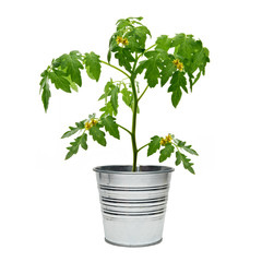 Tomato plant with flowers in bucket isolated on white background