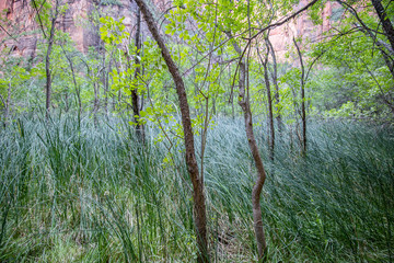 Zion National Park