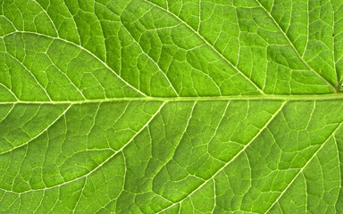 Fototapeta na wymiar Abstract green leaf texture for background