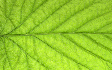 Abstract green leaf texture for background