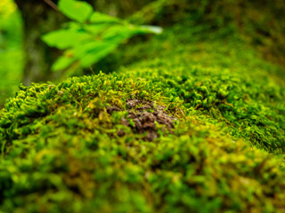 nature in the mountains in early autumn