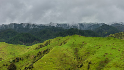 Fototapeta premium Green hills and valleys on a foggy day