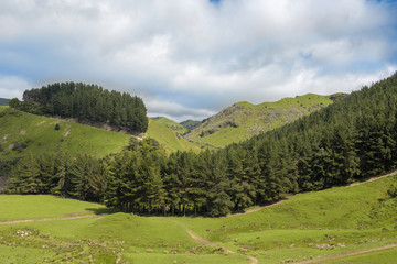 Pine forests on the slopes of a green mountain