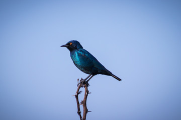 Black bird resting on a tree branch
