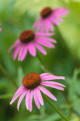 Flowers pink coneflower (Rudbeckia)