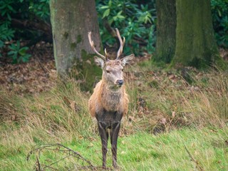 A young stag walks out of the woods