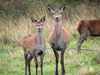 Two young female deer looking to camera