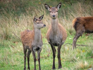 two female dwellers looking to camera