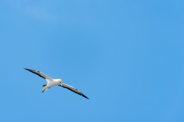 Fototapeta na wymiar gannet flying with outstretched wings against a blue sky