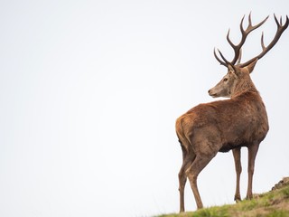 A majestic stag stands alone against a white sky