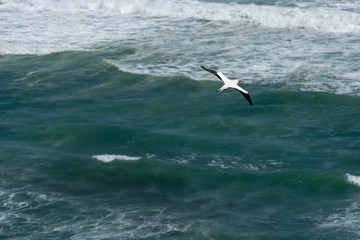Fototapeta na wymiar A gannet flying over a aquamarine ocean