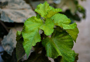 green leaves in the garden