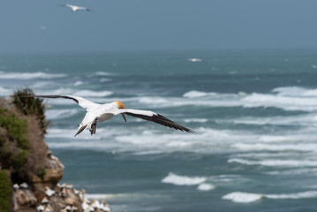 Fototapeta na wymiar A gannet flying over a dark aquamarine ocean