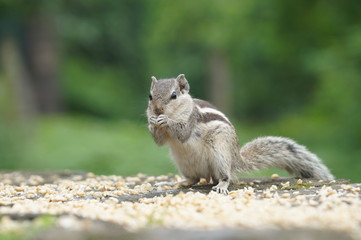 squirrel in the gir forest