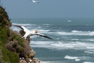 A gannet flying over a dark aquamarine ocean