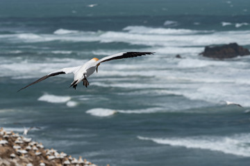 Fototapeta na wymiar A gannet flying over a dark aquamarine ocean