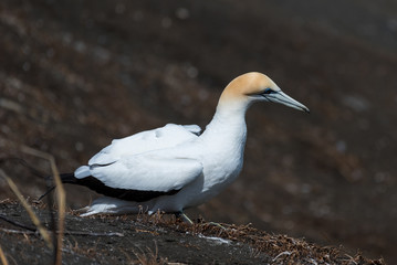A lone gannet on the ground with its wings folded