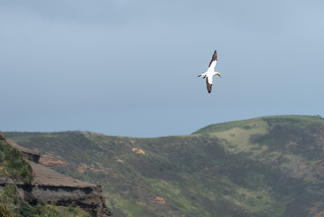 gannet flying with outstretched wings against a blue sky