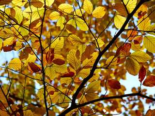 Autumn forest scenery with leaves changing colors