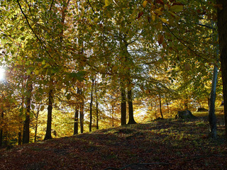 Obraz premium Autumn forest scenery with leaves changing colors