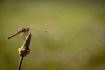 Dragonfly resting on top of a flower with a beautiful green background