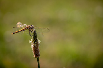 Dragonfly resting on top of a flower with a beautiful green background