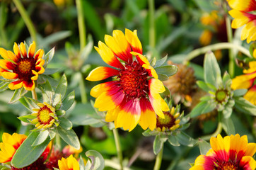Autumn flowers in the garden.