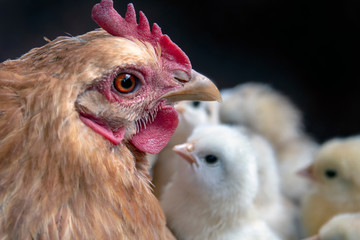 Chickens