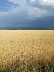 Wheat field