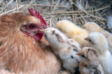 Chicken
