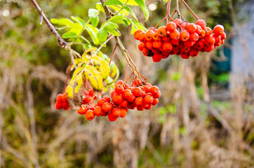Red rowan in the autumn garden.