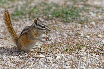 Small squirrel of Spearfish Canyon