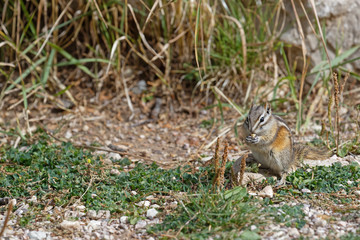 Small squirrel of Spearfish Canyon