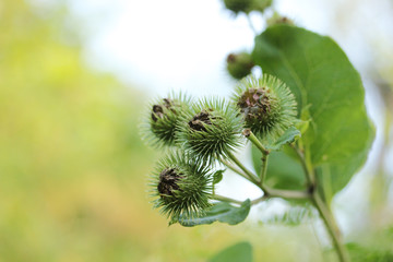 Spiny green fruits of thistle in summer. Fade purple flowers of thistle