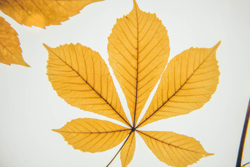 Botany. Leaf texture. Macro leaves background texture.