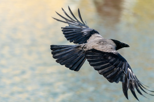 Close up of a large crow flying in sunshine with wings spread wide