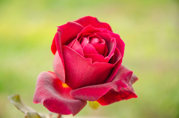 Red rose in the autumn garden.