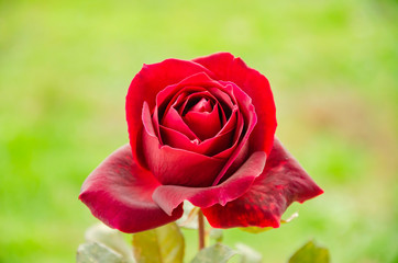 Red rose in the autumn garden.