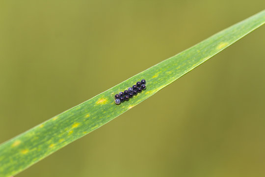 Egg laying bug on the leaf (Eurygaster integriceps)