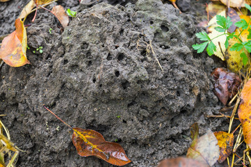 anthill in the ground