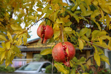 フルーツ, リンゴ, 木, 赤, 食べ物, リンゴ, 秋, ripe, ブランチ, 自然, 緑, 健康な, 葉, 新鮮, 庭, 農学, 臓器の, ざくろ, 葉, 甘い, 果樹園, フルーツ, harvest, うまみのある, 落ちる