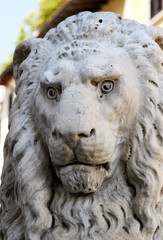 Fototapeta na wymiar close-up portrait of a lion sculpture in florence