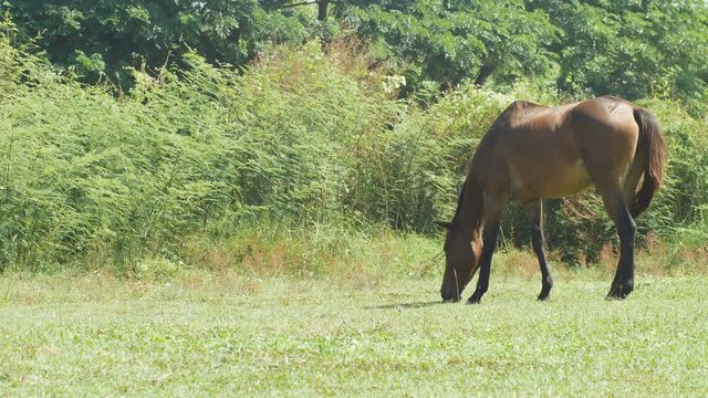 horses are grazing on grass in the meadow