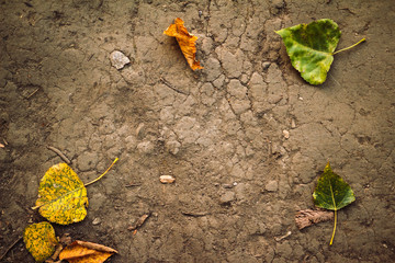  Background of autumn leaves on the ground