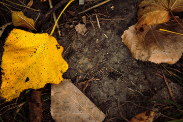  Background of autumn leaves on the ground