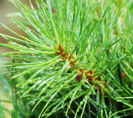 Raindrops on the evergreen branch, macro view. Drops of water on the pine tree needles, close up