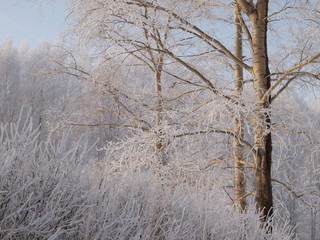 Fototapeta premium Trees in the frost. Winter snow. Russian winter nature. Russia, Ural, Perm region