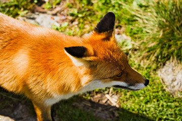 A close up shot from above of a red fox standing on a green meadow 